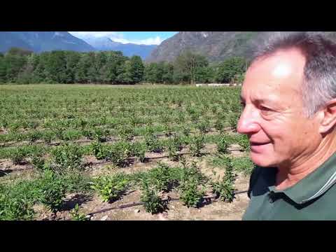 Video: Puoi coltivare il tè verde in Australia?