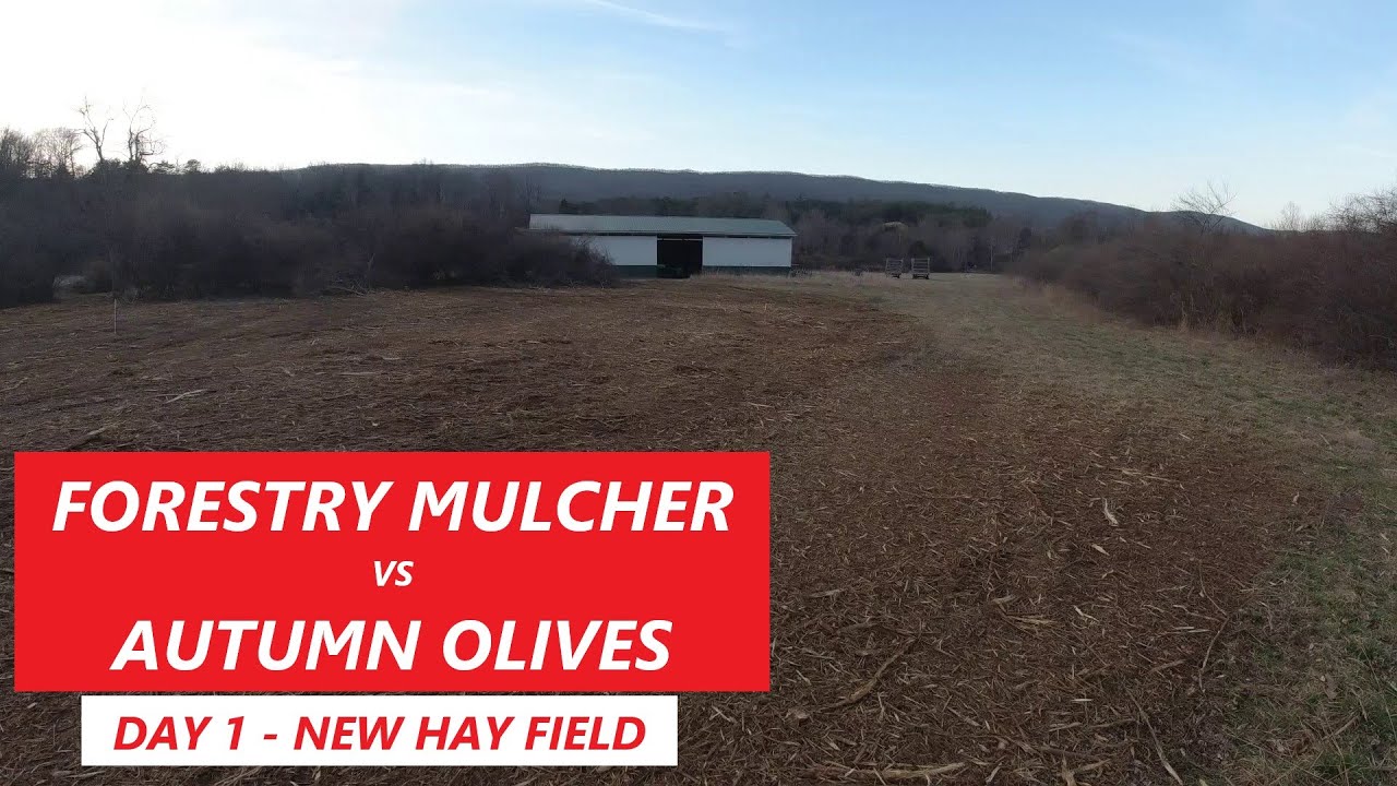 Forestry Mulcher vs Autumn Olives Day 1 Clearing the 10, Making a New