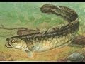 Vėgėlių žvejyba,Ловля налима,Burbot fishing