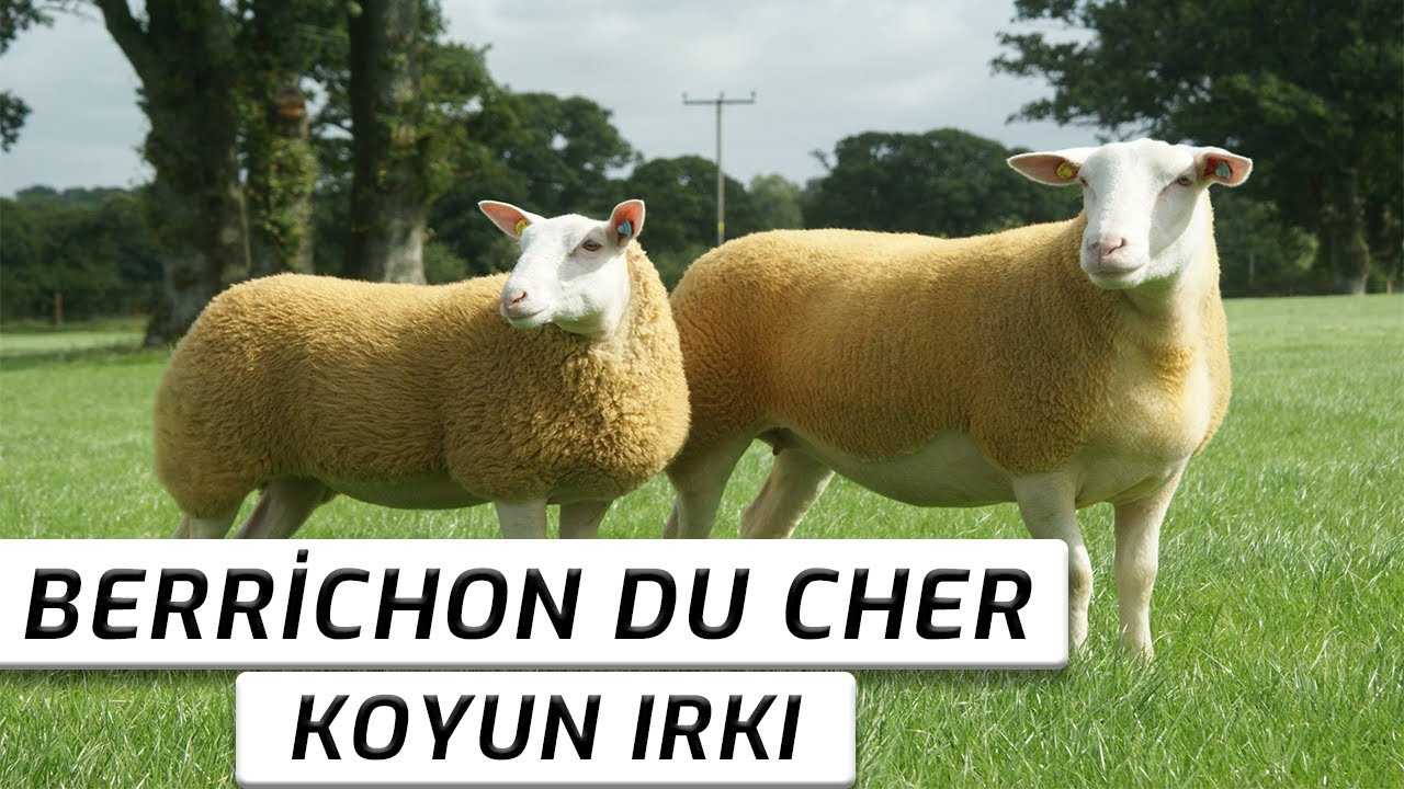 BERRİCHON DU CHER  KOYUN IRKI ÖZELLİKLERİ | KÜÇÜKBAŞ SAATİ