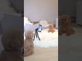 YouTube撮るよー！#dog #cutedog
