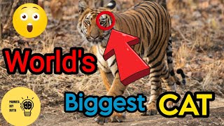 Biggest cat|Top ten greatest big cat| top ten greatest biggest cat in the world|#shorts #shortsviral by Parmita Dey Dutta 8 views 2 years ago 1 minute