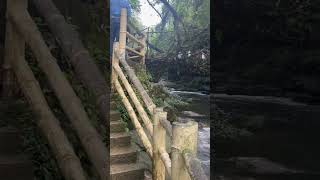 Living root bridge in Meghalaya