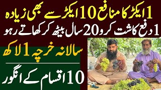 Grapes Farming in Pakistan /most profitable agriculture idea 