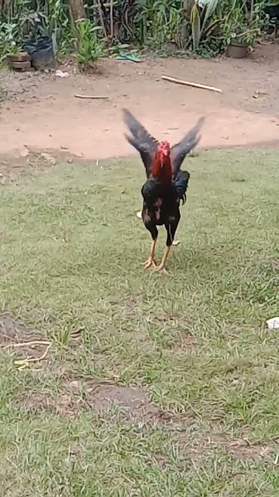 ayam jantan cari musuh, ayam jantan berkokok #animals_sound #animals #viralvideo #lucu #shorst