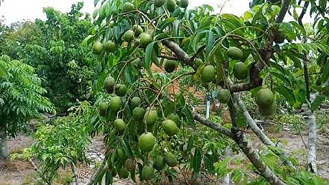 thăm quan vườn đủ loại trái cây /ổi ruby ruột đỏ và nữ hoàng tại cầu k13/ duong minh châu tây ninh