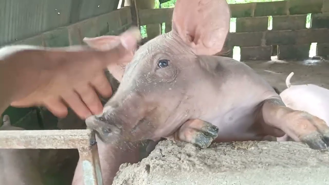 Smart Design Pigpen Makes Feeding Easily!       