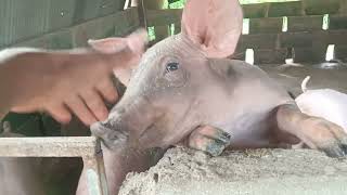 Smart Design Pigpen Makes Feeding Easily!       #pig 