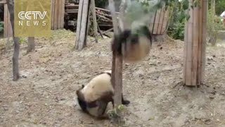 A dramatic life: Panda falls from tree unhurt, robbed by other pandas afterwards(A panda in Sichuan's Wolong Giant Panda Nature Reserve took a pretty bad fall. Luckily, the panda emerged uninjured. However, its good luck may have taken ..., 2016-09-21T04:05:47.000Z)