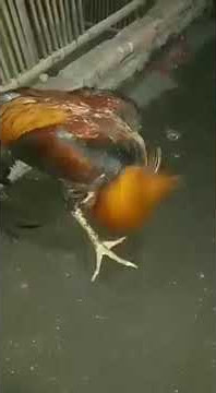 STORY WA NGAKAK !! AYAM SETRESSSS