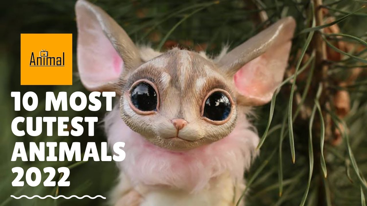 World's Cutest Animal 2023: world's cutest animal 2022 Pictures and Videos Inside