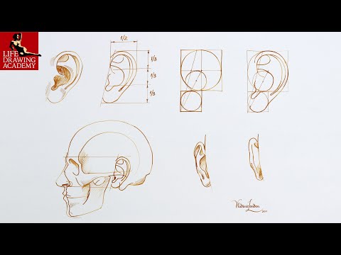 How to Draw Ears