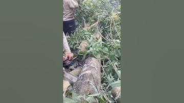 stihl 660 cua cây cao su thanh lý #shorts  đăng ký nhấn chuông để xem video tiếp nhé