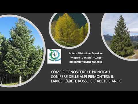 Come riconoscere le principali conifere delle Alpi Piemontesi