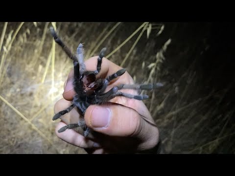 Bothering Tarantulas and Looking for Scorpions ( Part II )
