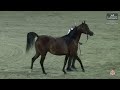 N 172 SHADAN AL SHAWAMEKH Al Maha International Arabian Horse Show 2025 Senior Mares Section A 