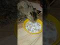 billi khayegi roti or ban jayegi moti 🤣🤣 #cat #catvideos @fun @Shorts @cute