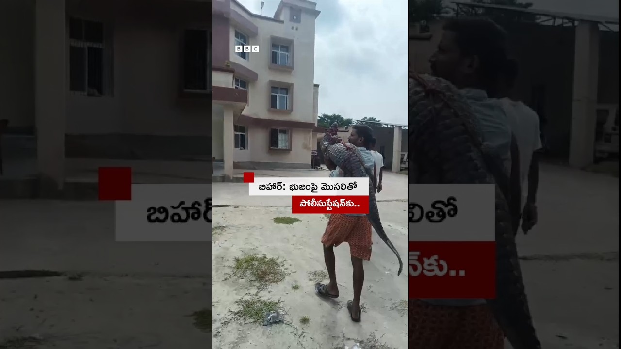 భుజంపై మొసలితో పోలీస్ స్టేషన్కు ఎందుకొచ్చాడంటే... | BBC Telugu