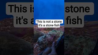 🐟✨ Exploring the mysterious Stone Fish in an underground water aquarium #viralvideos #marineaquarium