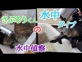 【これが亀のリアル】亀目線で水中ダイブ★さぶろうくんの水中偵察