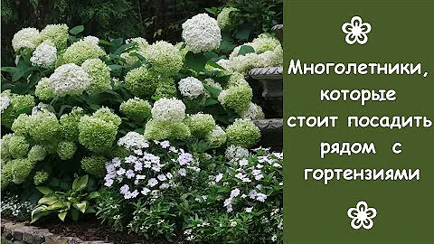 ❀ Многолетние травянистые растения, которые стоит посадить рядом с гортензиями