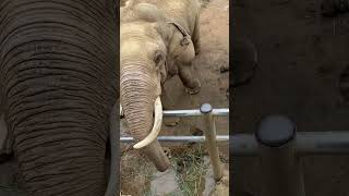 Watch this touching moment an elephant returns a child’s shoe #shorts