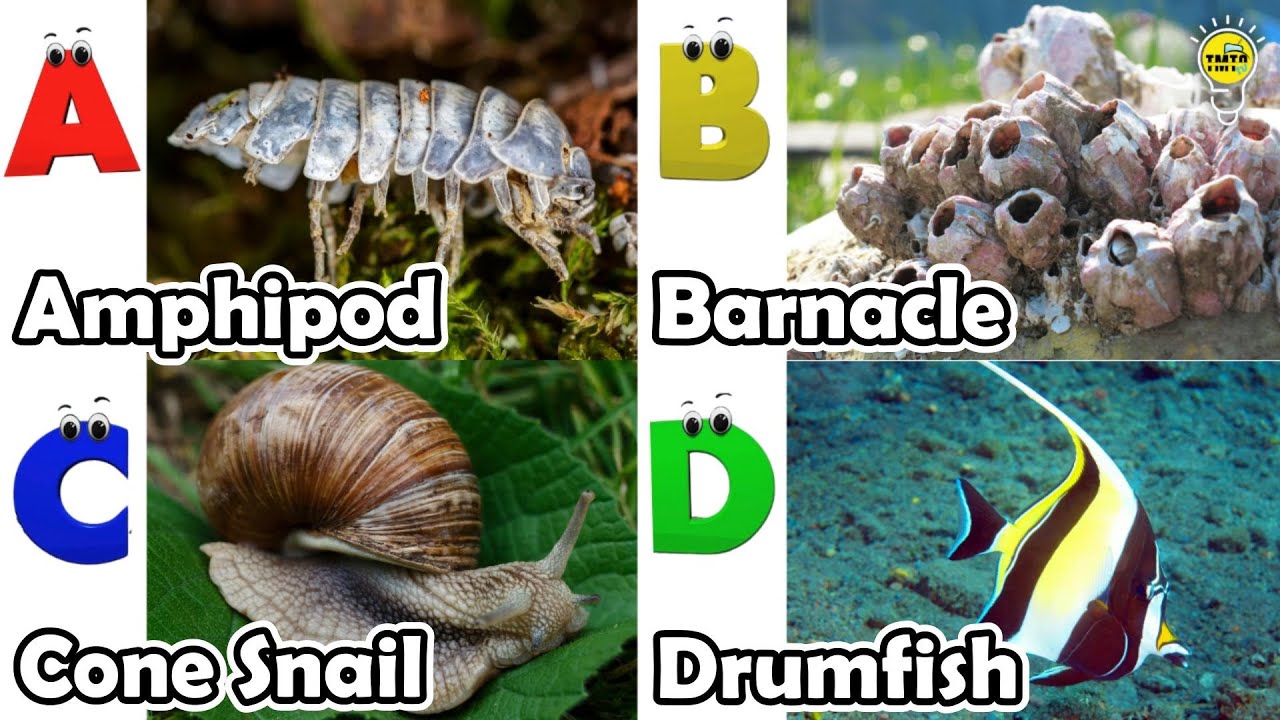 Amazing sea animals | ABC Sea Animals song | English and Animals for Kids 