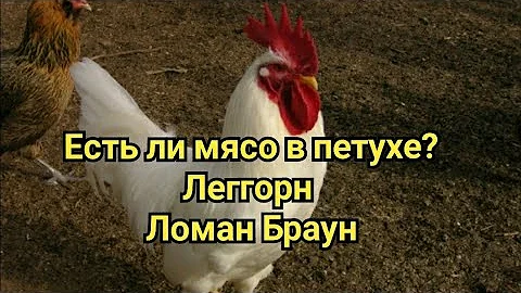 Сколько весит петух в 5 месяцев?Ломан Браун,Леггорн/ Режим петухов