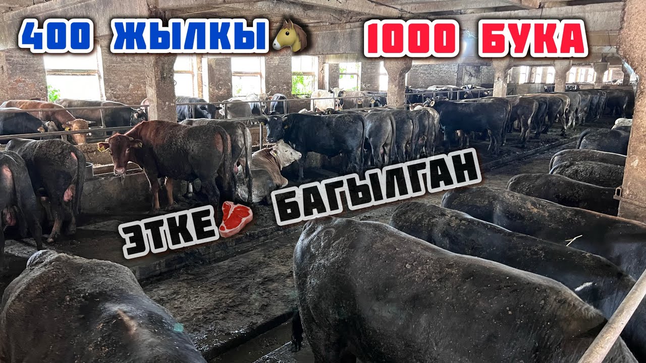 Бул фермада 400 ЖЫЛКЫ, 1000 БУКА багылып ЭТКЕ🥩 даяр. Семиз ЖЫЛКЫ менен БУКА издегендерге