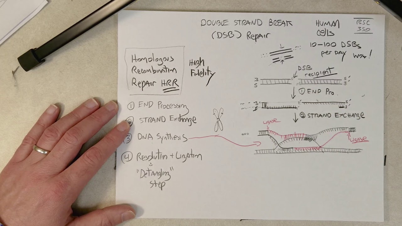 Genetics: Homologous recombination and meiotic crossovers (Recommend 1.5x Speed)
