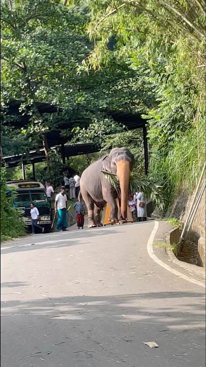 මොකද මෙයා මේ ඇදේට යන්නේ 😯🤔 | Kandula✨ #elephant #shortvideo