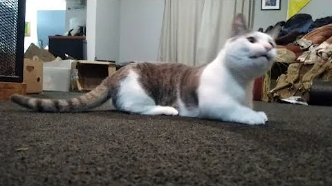 Watch the video about Munchkin playing with his feather 😻 Mr Grieves the little Munchkin Cat. Like & Subscribe for more. 😻