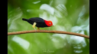 Red-capped Manakin, Moonwalk dance, Costa Rica