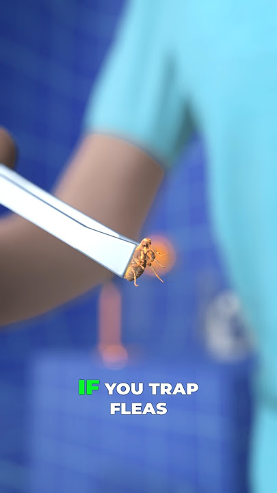 Fleas in a Jar Experiment 🦗