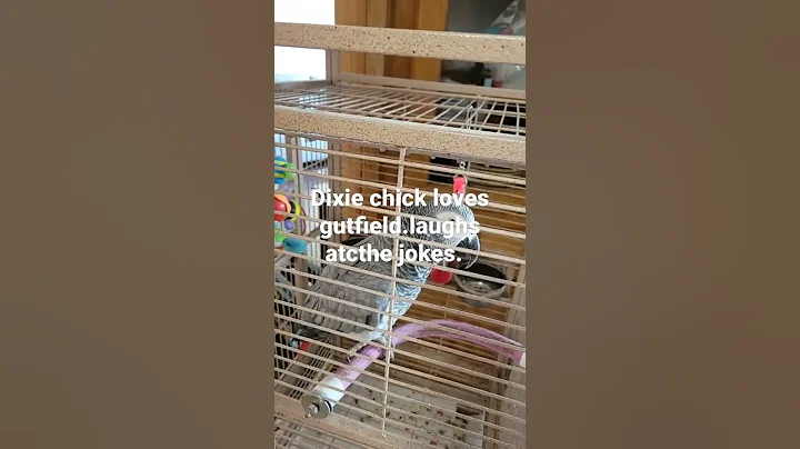 Dixie loves gutfeld