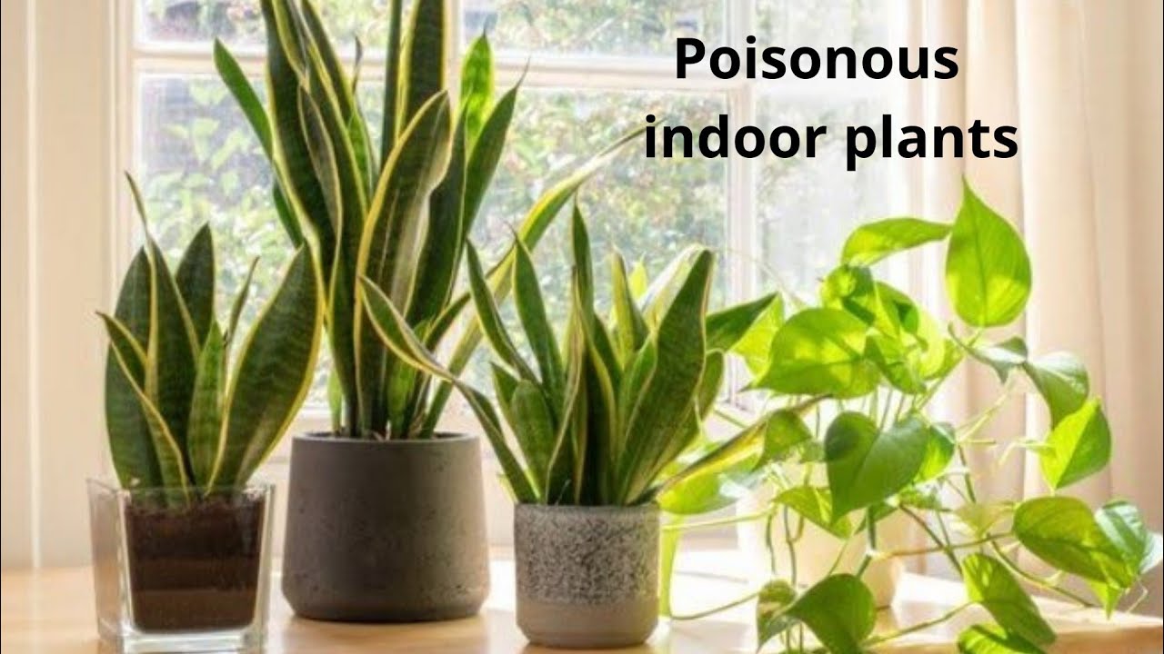 Poisonous Indoor Plants Harmful To Pets Humans YouTube Poisonous Indoor Plants Harmful To Pets Humans YouTube