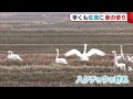 厳しい冬を乗り越え... 早くも佐渡に&ldquo;春の便り&rdquo;!旬の魚に野鳥も【新潟】 (23/02/13 19:09)