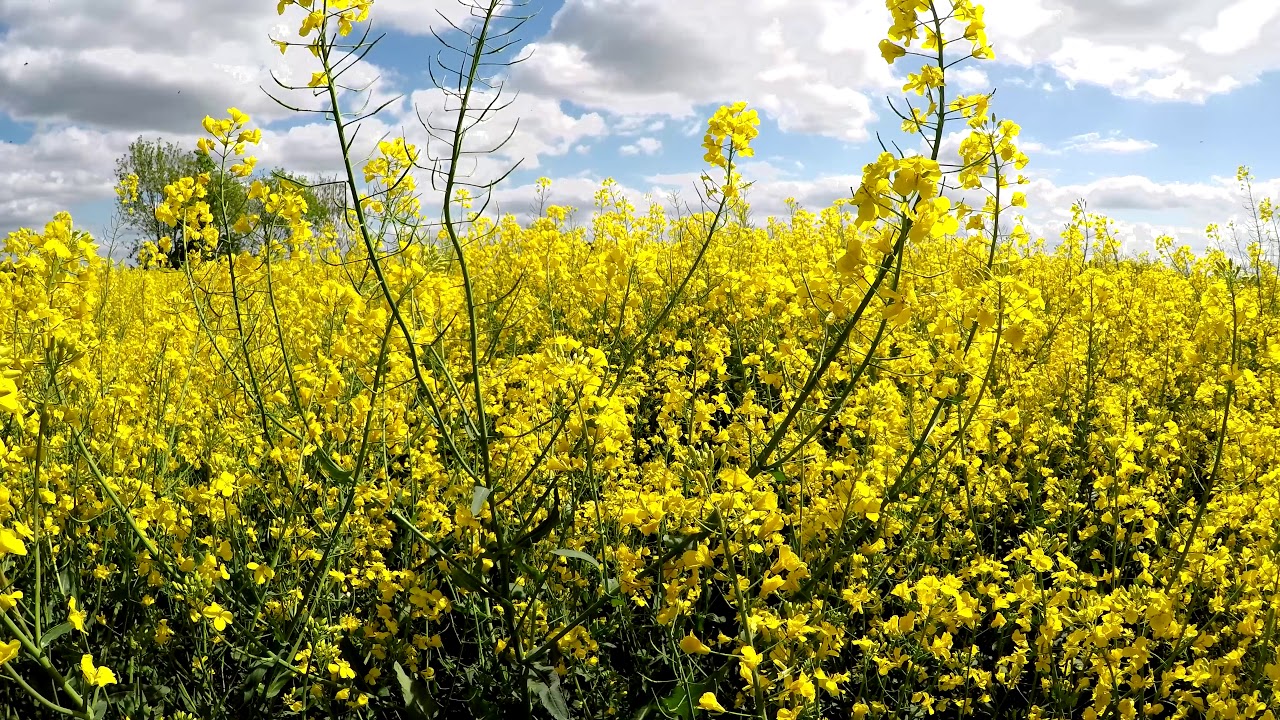 videographer website Field of rapeseed flowers, UHD 4K. GoPro Hero 5 & RatRig slider