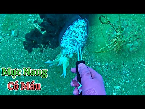 Video Lặn Biển Gặp Ổ Ốc Hương Mực Nang Ốc Nhảy Tại Điểm Mới... - youtube