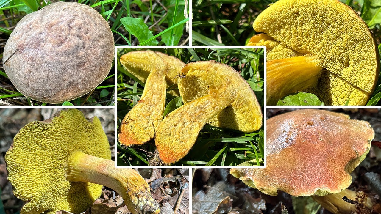 Eichenfilzröhrling Verwechslung | Eichengartenröhrling, Eichenparkröhrling | Hortiboletus engelii