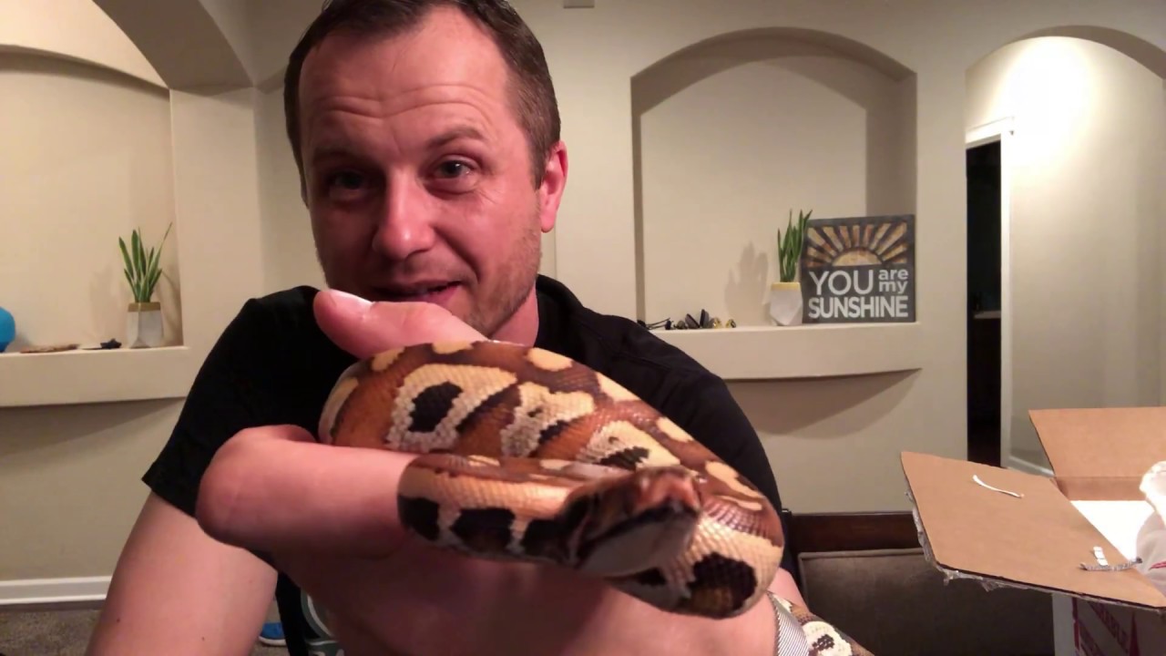 eggs florentine Exciting Unboxing from NERD