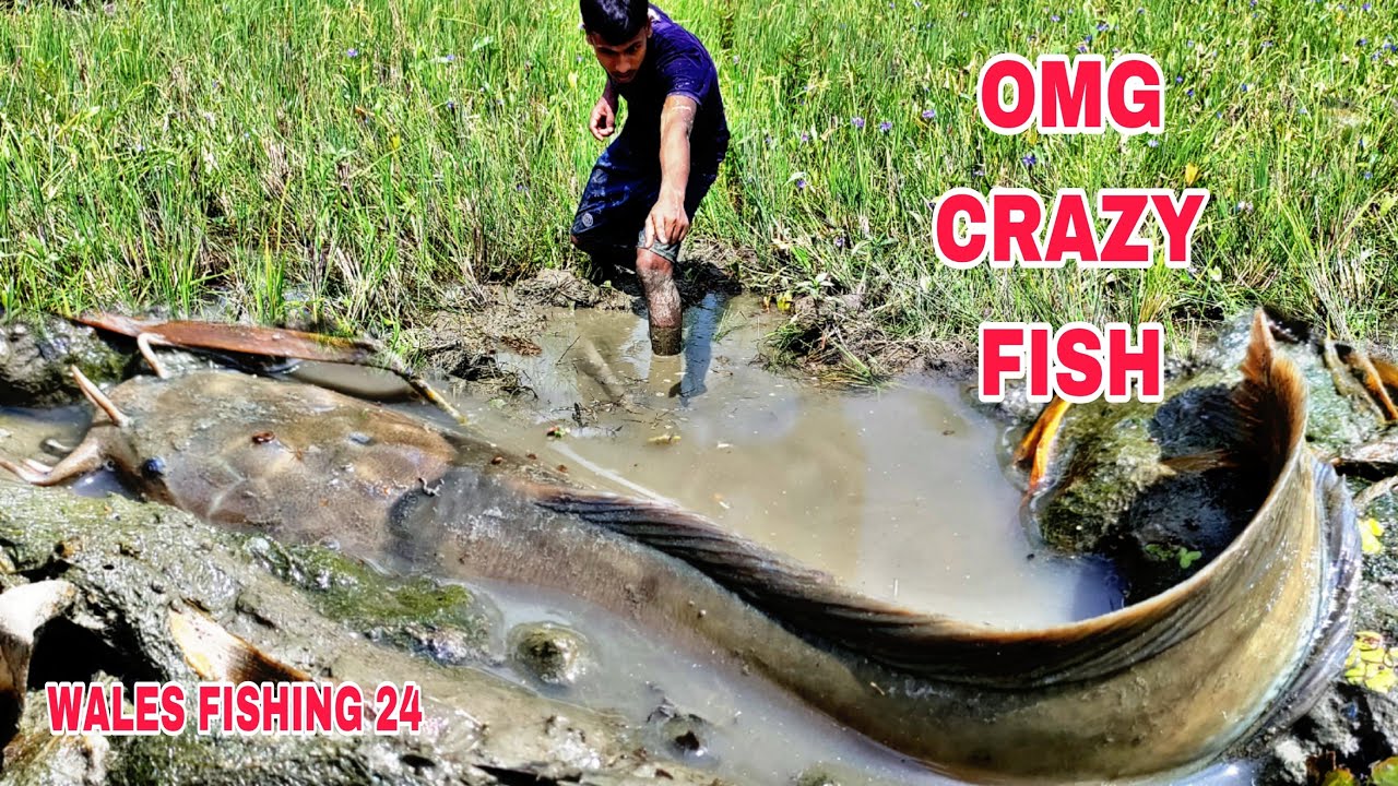 A village boy catching so many catfish Best fishing video - YouTube
