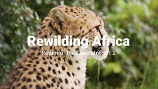 Rewilding Africa: Return of the cheetah (Part 2)