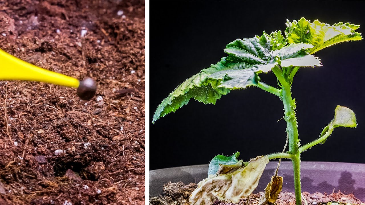 Growing Dwarf Okra Time Lapse (Fail) YouTube