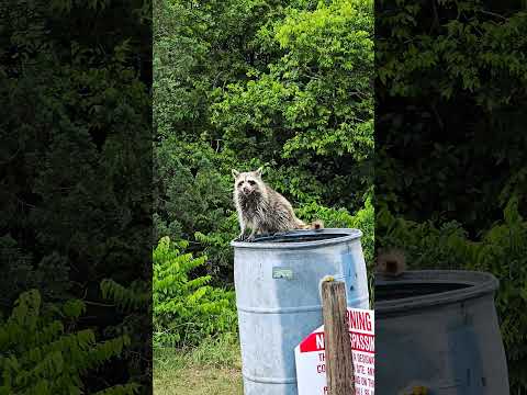 Енот 🦝 #флорида #енот #природа #жизньвамерике #парк #жизньвофлориде #raccoon #florida #nature