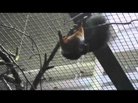I Go to the National Zoo