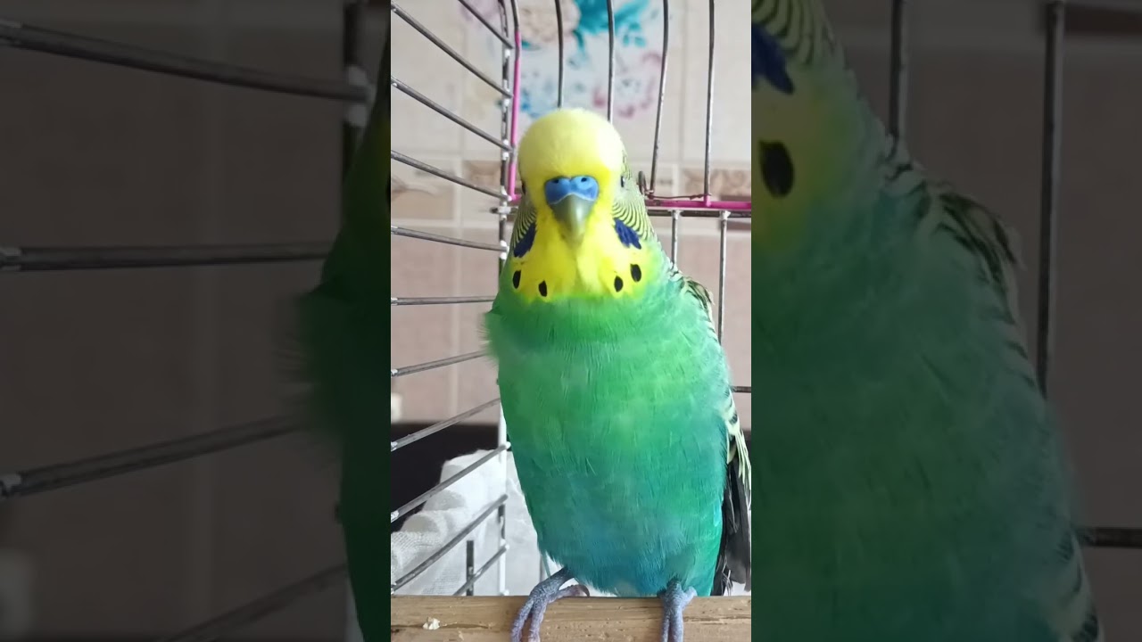 Sabah Enerjisi #konuşankuş #konuşanmuhabbetkuşu #birds #talkingparot #talkingparot #budgies #budgies