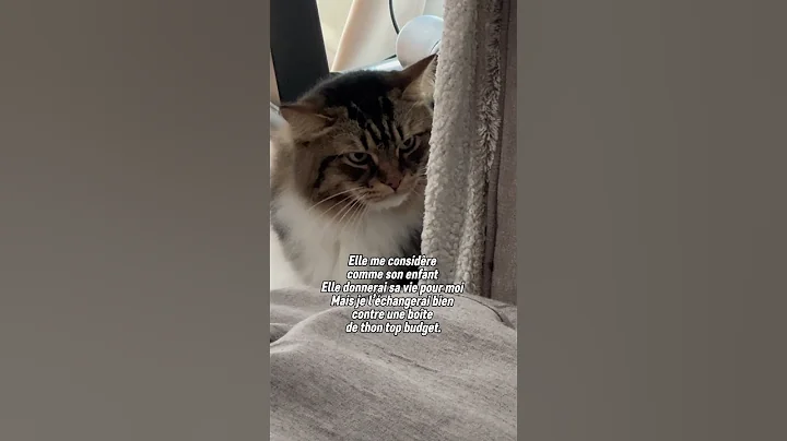 Video 11884071: cute siberian cat, mainecoon cat cute