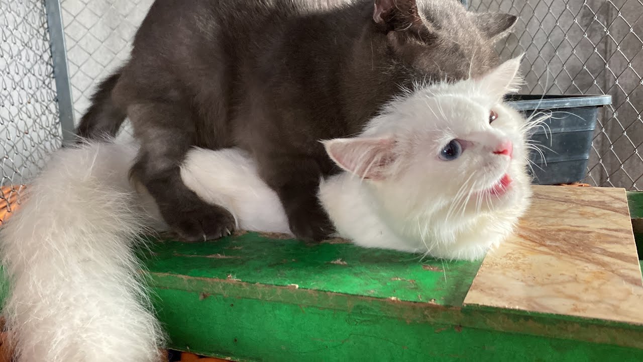 Cat in heat 😻 || Bon vs xka7 || Munchkin Mate || Cat breeding 😺