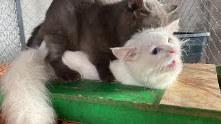 Cat in heat  || Bon vs xka7 || Munchkin Mate || Cat breeding